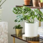 Embrace Greenery: 9 Houseplants You’ll Find Everywhere in 2024