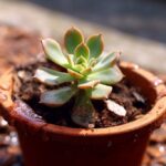 Succulent Slip-Ups: Navigating 5 Common Mistakes in Plant Care