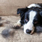 7 Effective Hacks to Keep Your Home Pet Hair-Free