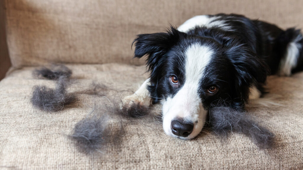 7 Effective Hacks to Keep Your Home Pet Hair-Free